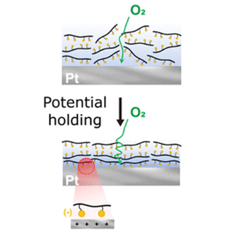 Potential-dependent ionomer rearrangement on the Pt surface in polymer electrolyte membrane fuel cells [ACS Applied Materials & Interfaces, 16, 4637 (2024)]