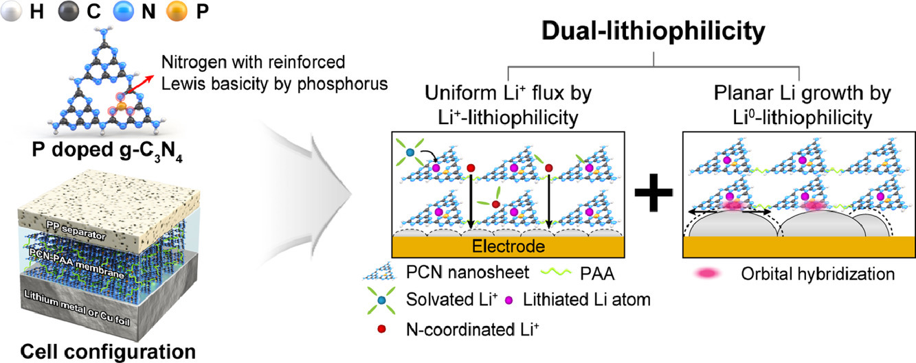 A dual-lithiophilic interfacial layer with intensified Lewis basicity and orbital hybridization for high-performance lithium metal batteries [Energy Storage Materials, 51, 777-788 (2022)​]