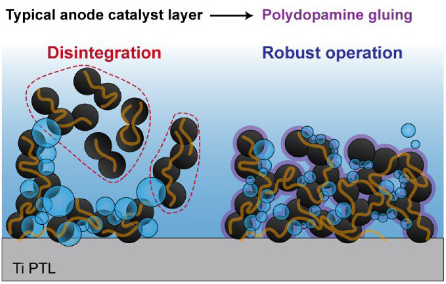 Anode reinforcement by polydopamine glue in anion exchange membrane water electrolysis [ACS Energy Letters (2023)​]